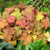 Tűzeső - Heuchera 'Kassandra'
