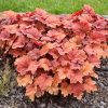 Tűzeső - Heuchera 'Kassandra'