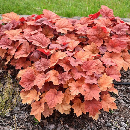 Tűzeső - Heuchera 'Kassandra'