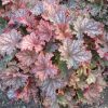 Tűzeső - Heuchera 'Peachberry Ice' 
