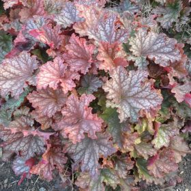 Tűzeső - Heuchera 'Peachberry Ice' 