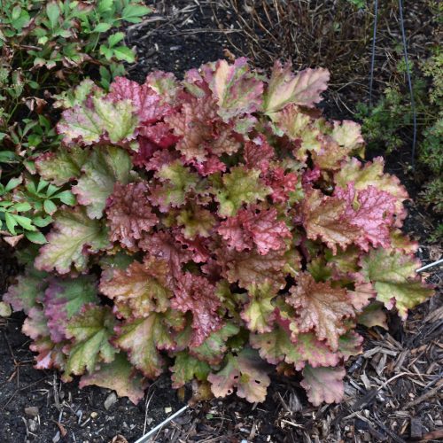 Tűzeső - Heuchera 'Peachberry Ice' 