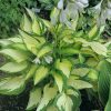 Árnyékliliom - Hosta 'Happy Dayz'