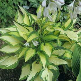 Árnyékliliom - Hosta 'Happy Dayz'