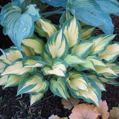 Árnyékliliom - Hosta 'Happy Dayz'