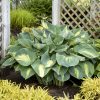 Árnyékliliom - Hosta 'Hudson Bay'