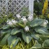 Árnyékliliom - Hosta 'Hudson Bay'