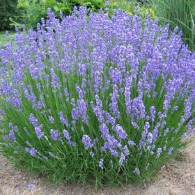 Provánszi levendula - Lavandula x intermedia 