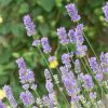 Provánszi levendula - Lavandula x intermedia 