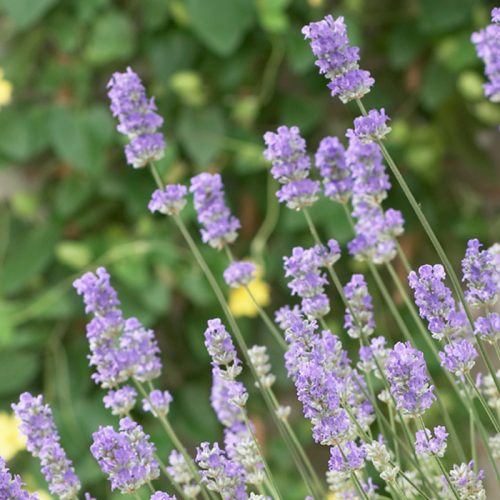 Provánszi levendula - Lavandula x intermedia 