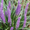 Gyöngyikés gyepliliom - Liriope muscari ‘Money Maker’