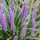 Gyöngyikés gyepliliom - Liriope muscari ‘Money Maker’