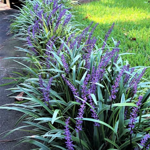 Gyöngyikés gyepliliom - Liriope muscari ‘Money Maker’