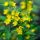 Pettyegetett lizinka - Lysimachia punctata 'Hometown Hero'
