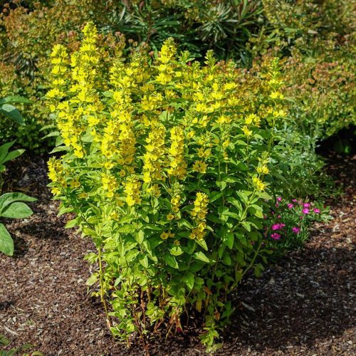 Pettyegetett lizinka - Lysimachia punctata 'Hometown Hero'