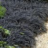Fekete kígyószakáll – Ophiopogon planiscapus 'Niger'