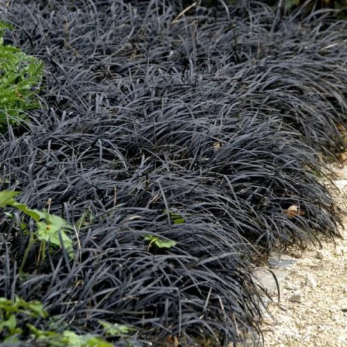 Fekete kígyószakáll – Ophiopogon planiscapus 'Niger'
