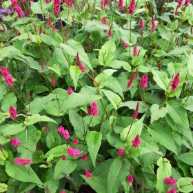 Keserűfű - Persicaria-amplexicaulis-Lisan