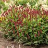 Keserűfű - Persicaria-amplexicaulis-Lisan