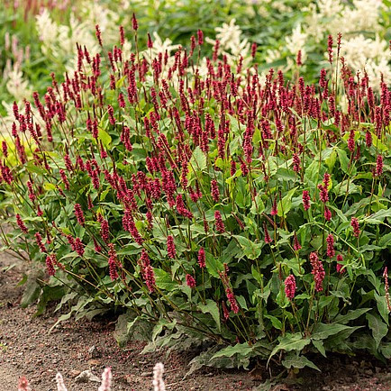 Keserűfű - Persicaria-amplexicaulis-Lisan