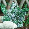 Rozmaring - Rosmarinus officinalis 'Winter Blue'