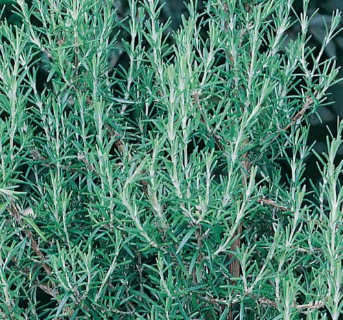 Rozmaring - Rosmarinus officinalis 'Winter Blue'