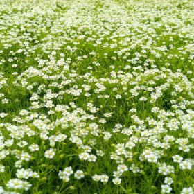   Szálkás zöldhúr - Sagina subulata 'Scotch Moss'