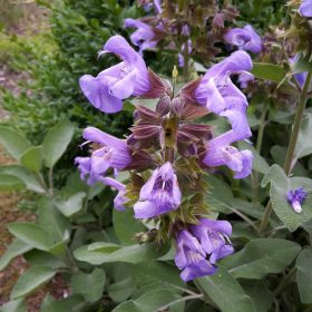 Orvosi zsálya - Salvia officinalis 'Berggarten'