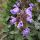 Orvosi zsálya - Salvia officinalis 'Berggarten'