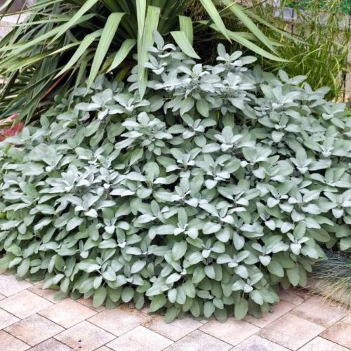 Orvosi zsálya - Salvia officinalis 'Berggarten'