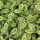 Orvosi zsálya - Salvia officinalis 'Icterina'