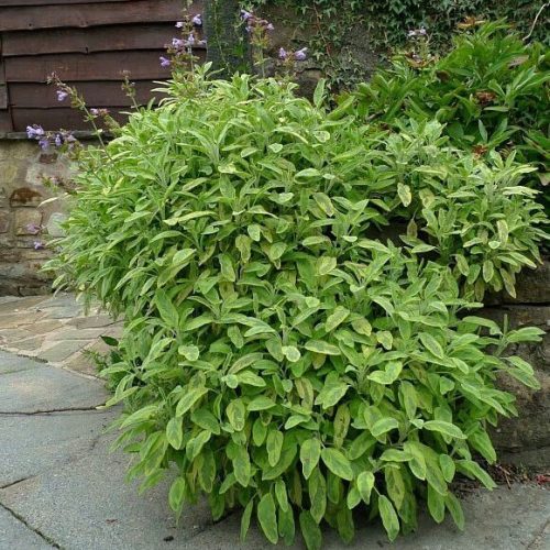 Orvosi zsálya - Salvia officinalis 'Icterina'