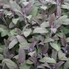 Orvosi zsálya - Salvia officinalis 'Purpurascens'