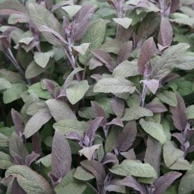 Orvosi zsálya - Salvia officinalis 'Purpurascens'