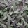 Orvosi zsálya - Salvia officinalis 'Purpurascens'