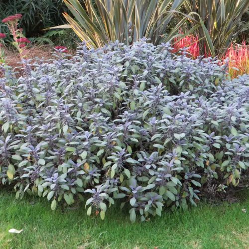 Orvosi zsálya - Salvia officinalis 'Purpurascens'