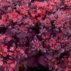 Varjúháj - Sedum SunSparkler 'Firecracker'