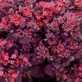 Varjúháj - Sedum SunSparkler 'Firecracker'