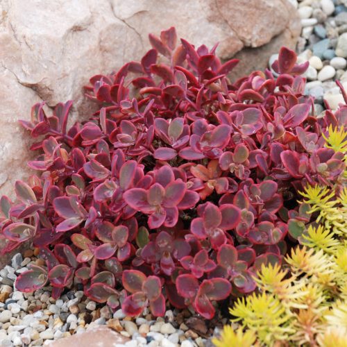 Varjúháj - Sedum SunSparkler 'Firecracker'