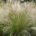 Mexikói árvalányhaj - Stipa tenuissima 'Ponytails'
