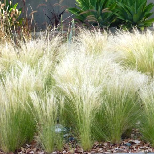 Mexikói árvalányhaj - Stipa tenuissima 'Pony Tales'