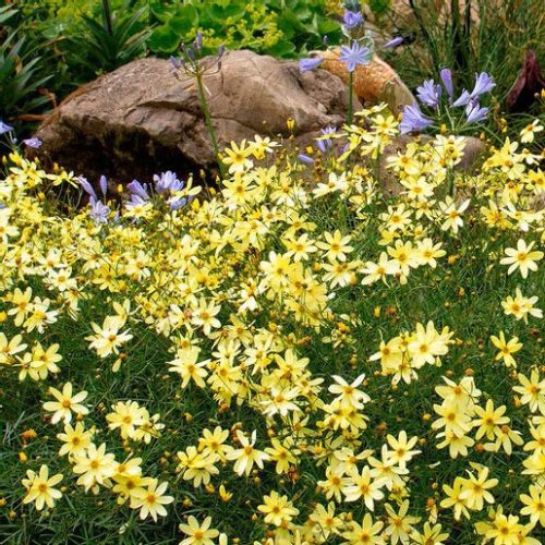 Menyecskeszem - Coreopsis verticillata Monnbeam