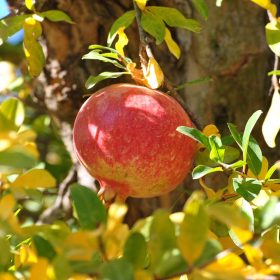 Gránátalma - Punica granatum Emericus