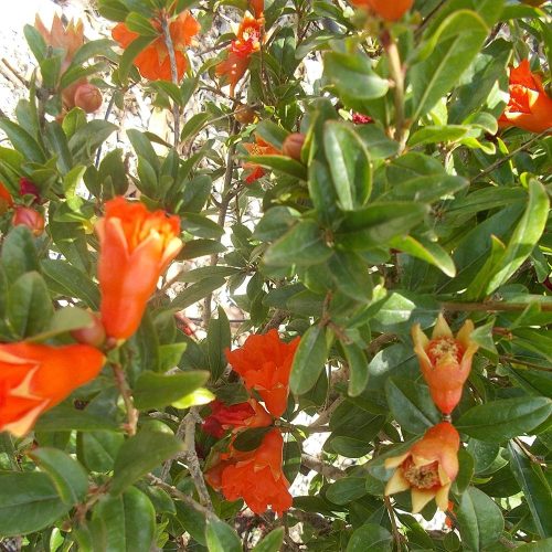 Gránátalma - Punica granatum Emericus