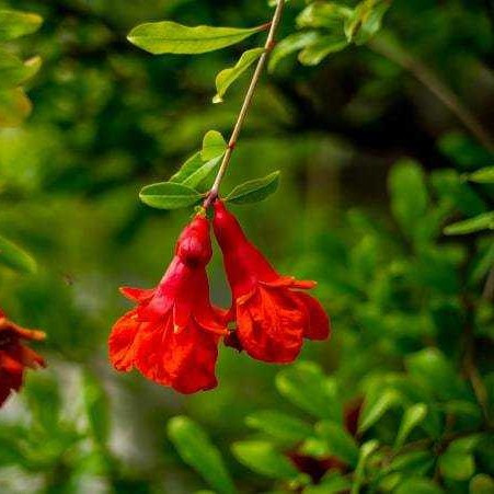 Korai gránátalma - Punica granatum Crimson Sky