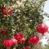 Gránátalma - Punica granatum ‘Hicaz