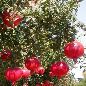 Gránátalma - Punica granatum ‘Hicaz