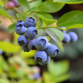 Magasbokrú kék áfonya - Vaccinium corymbosum Goldtraube