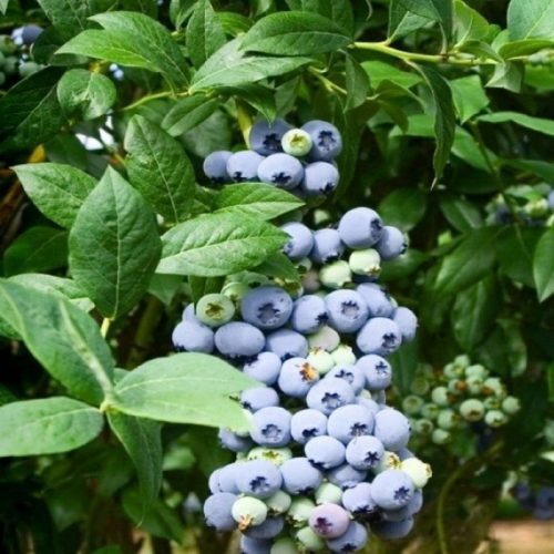 Magasbokrú kék áfonya - Vaccinium corymbosum Goldtraube