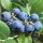 Magasbokrú kék áfonya - Vaccinium corymbosum Reka